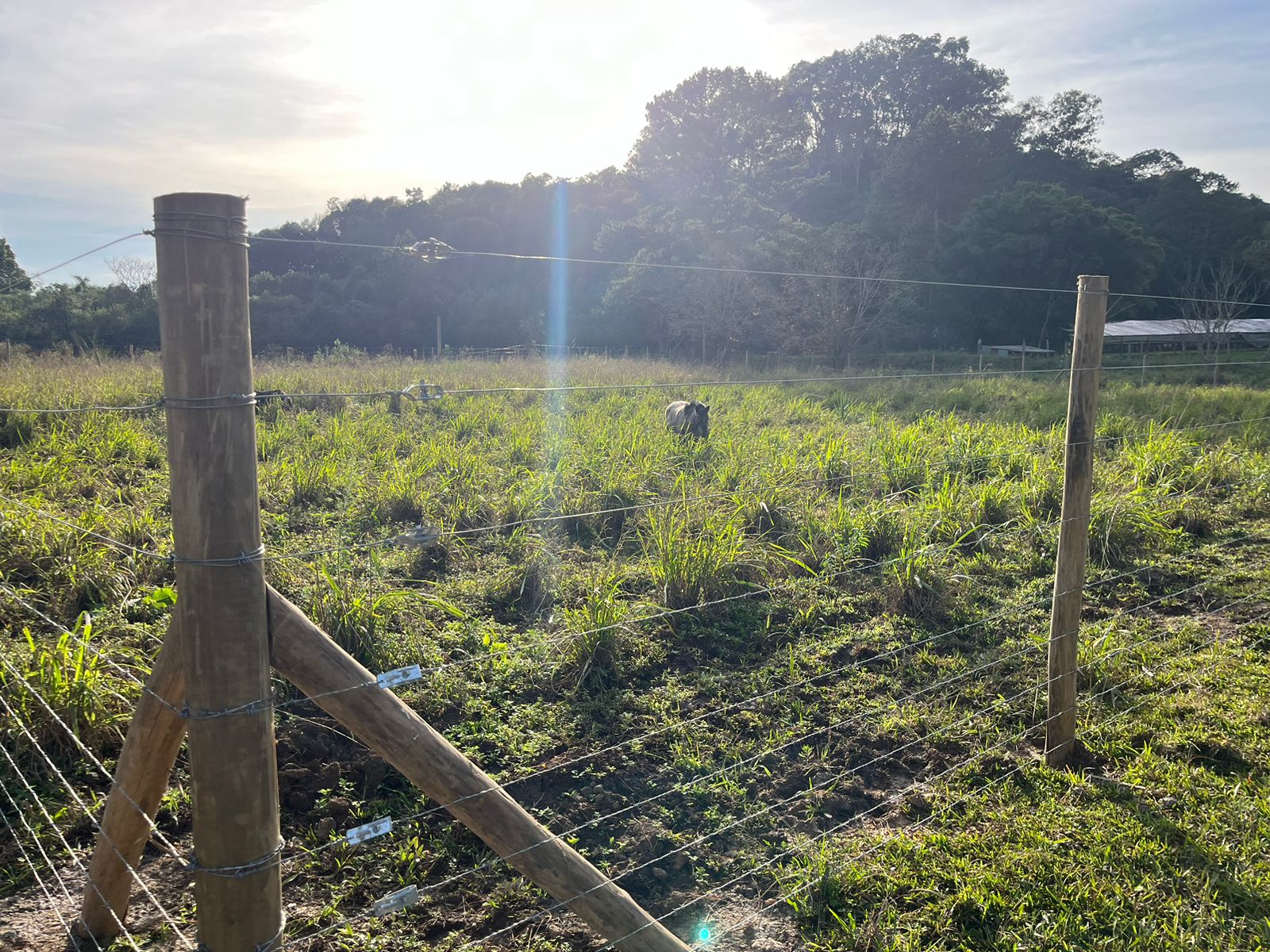 arame farpado  (3).jpeg