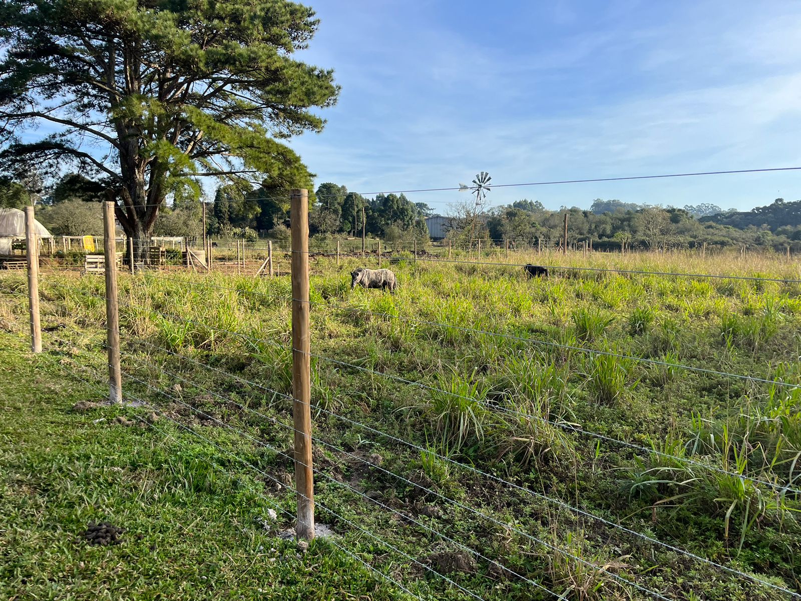 arame farpado  (2).jpeg